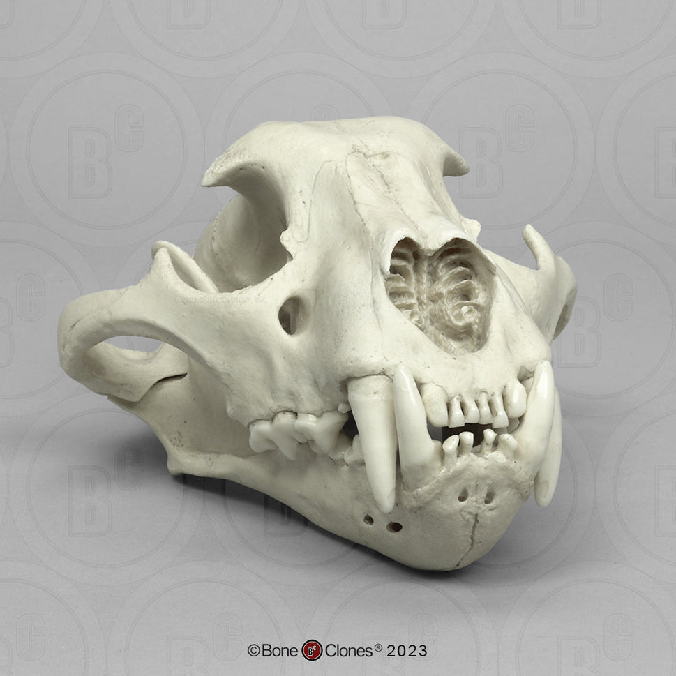 Bone Clones Wild Cat Skulls
