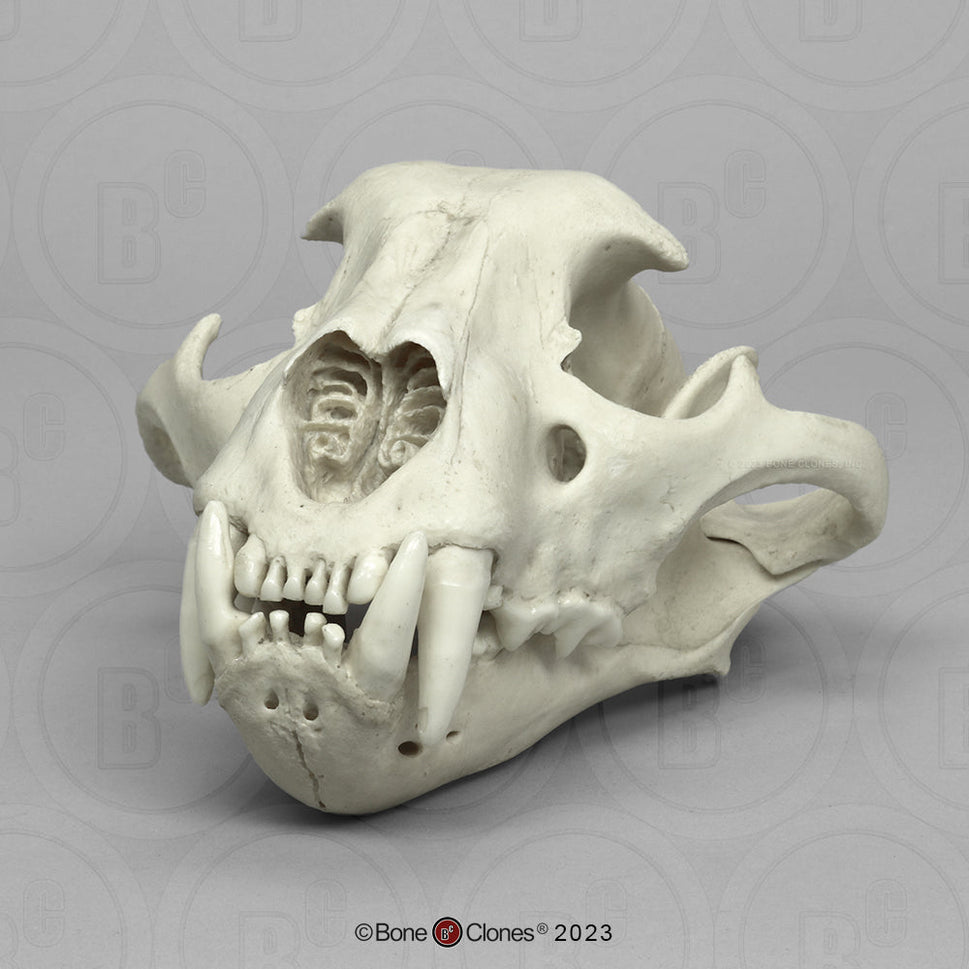 Bone Clones Wild Cat Skulls