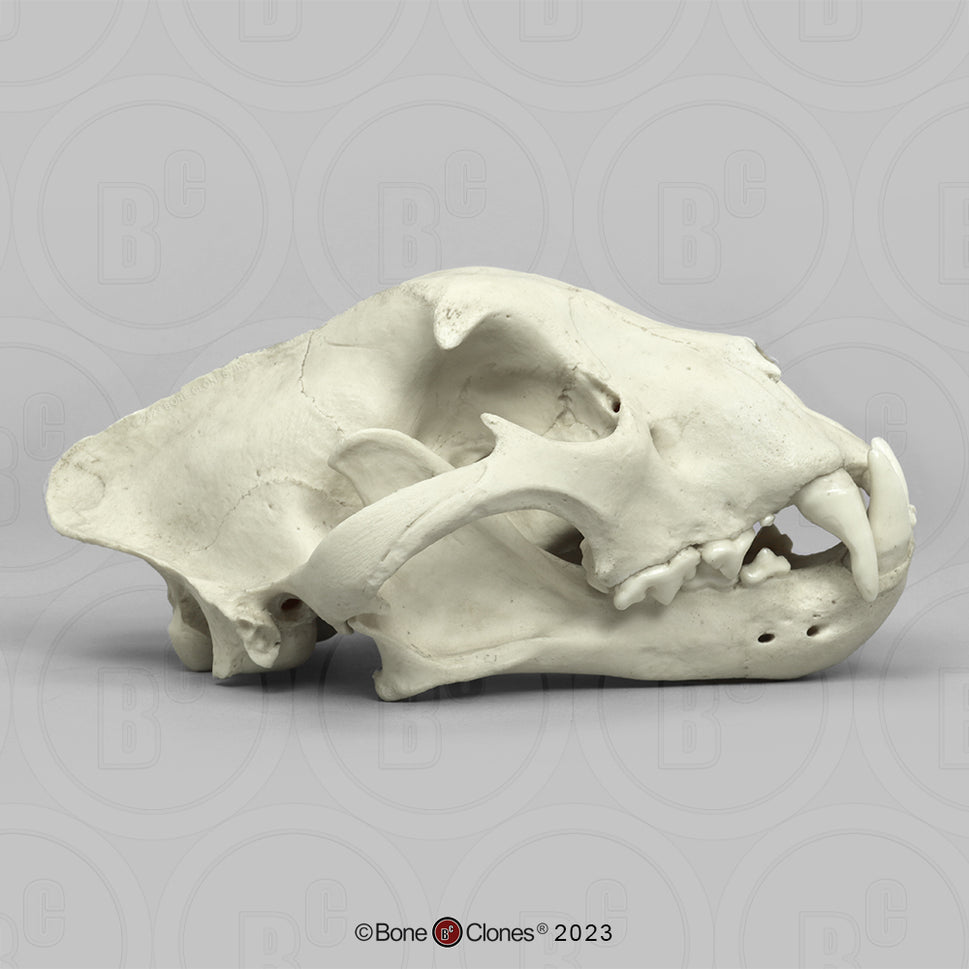 Bone Clones Wild Cat Skulls