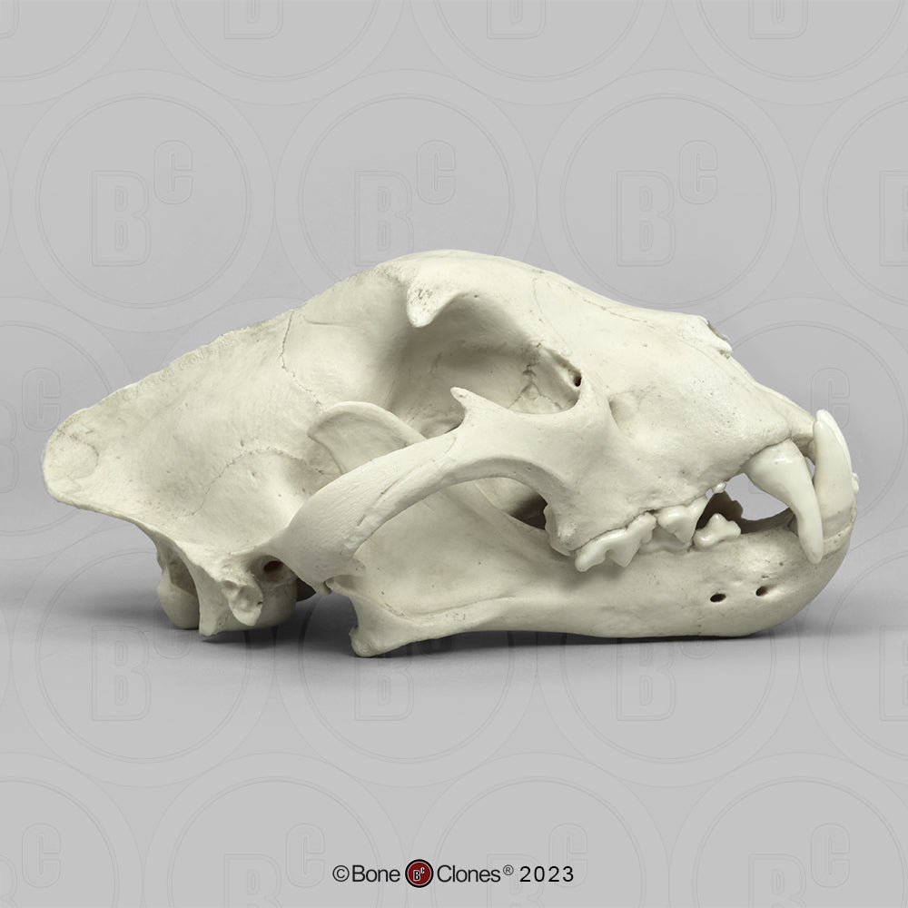 Bone Clones Wild Cat Skulls