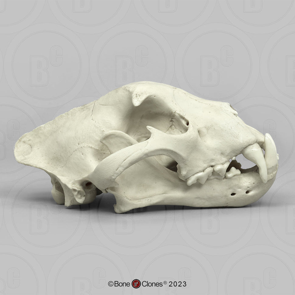 Bone Clones Wild Cat Skulls