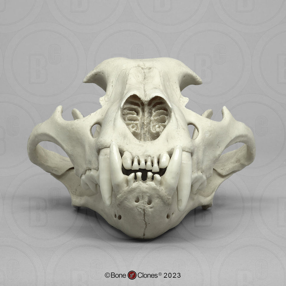 Bone Clones Wild Cat Skulls