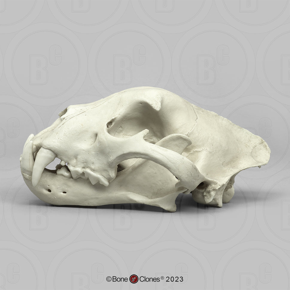 Bone Clones Wild Cat Skulls