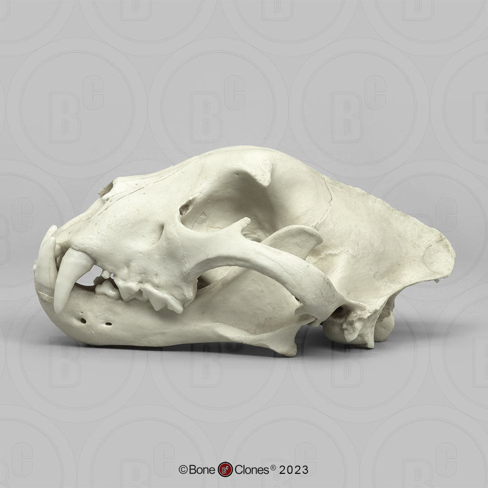 Bone Clones Wild Cat Skulls