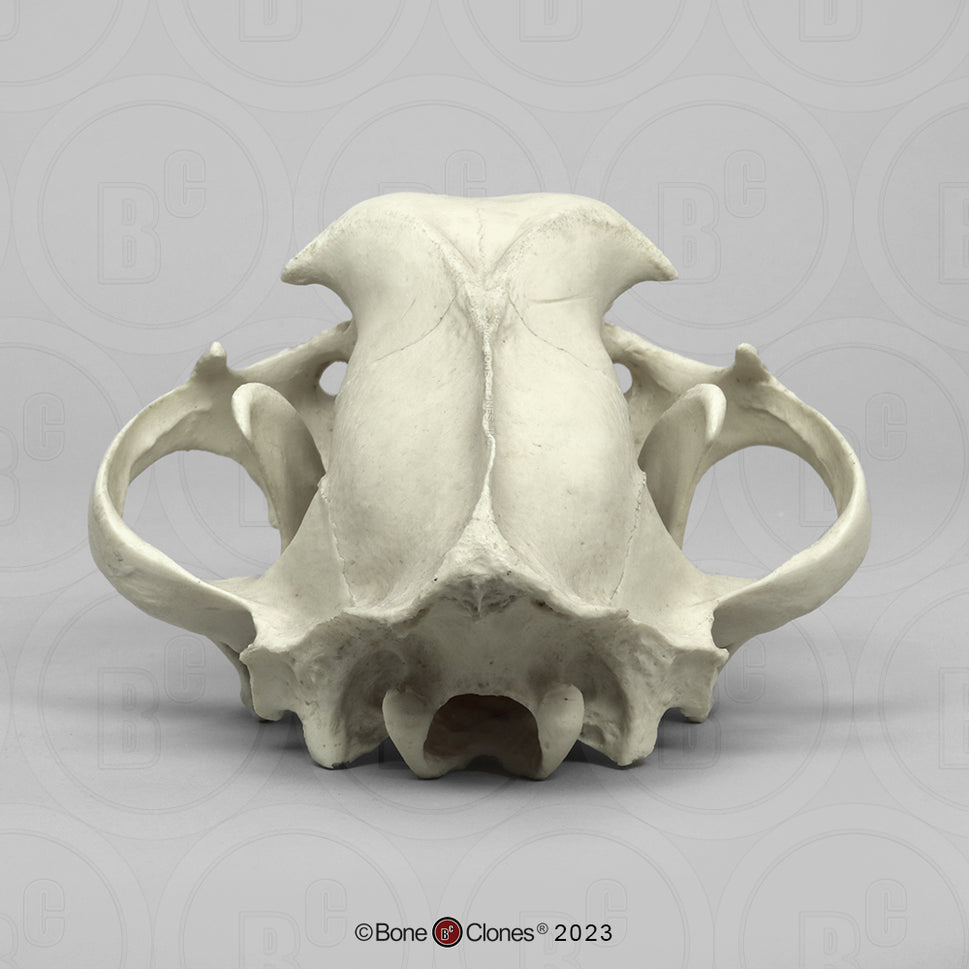 Bone Clones Wild Cat Skulls