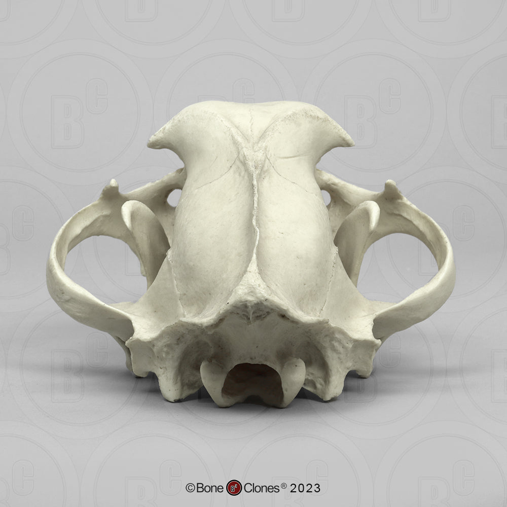 Bone Clones Wild Cat Skulls