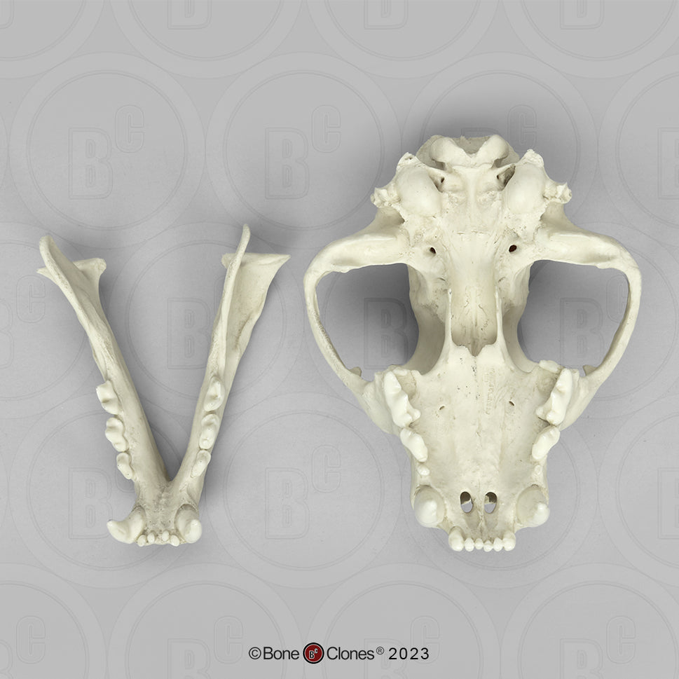 Bone Clones Wild Cat Skulls