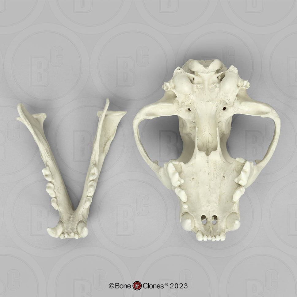 Bone Clones Wild Cat Skulls