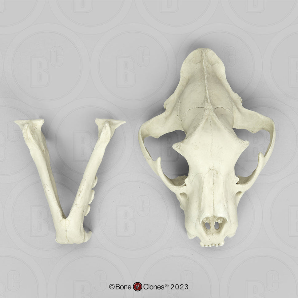Bone Clones Wild Cat Skulls