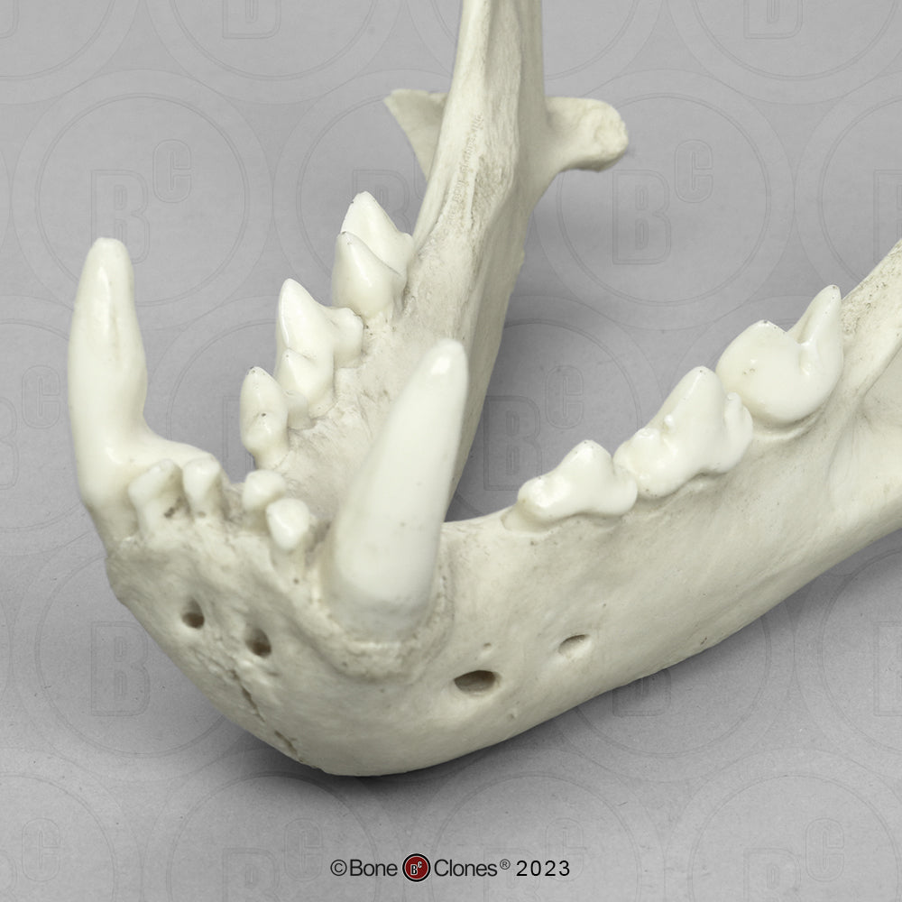 Bone Clones Wild Cat Skulls
