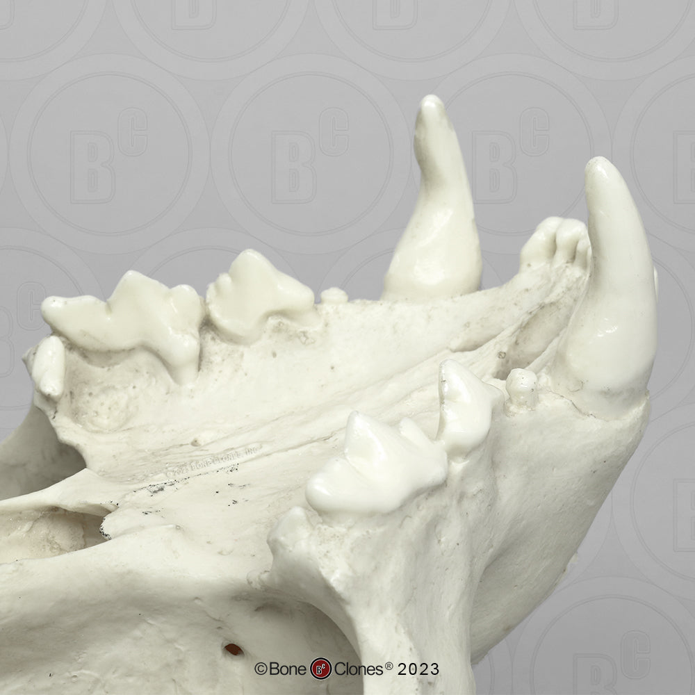 Bone Clones Wild Cat Skulls