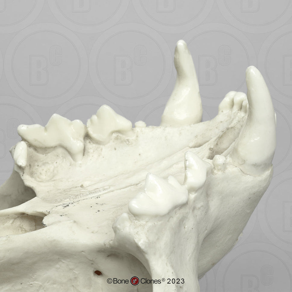 Bone Clones Wild Cat Skulls
