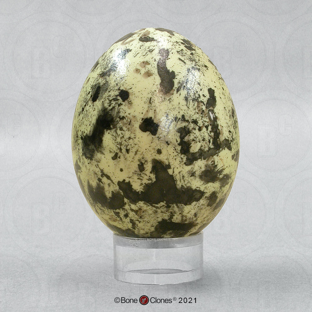 KO-432 Osprey Egg