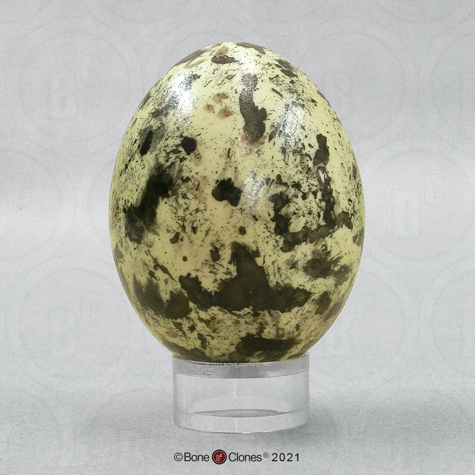Bone Clones Bird and Platypus Eggs