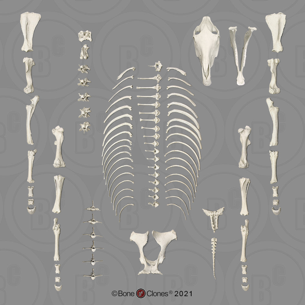 Bone Clones Equine Skeleton
