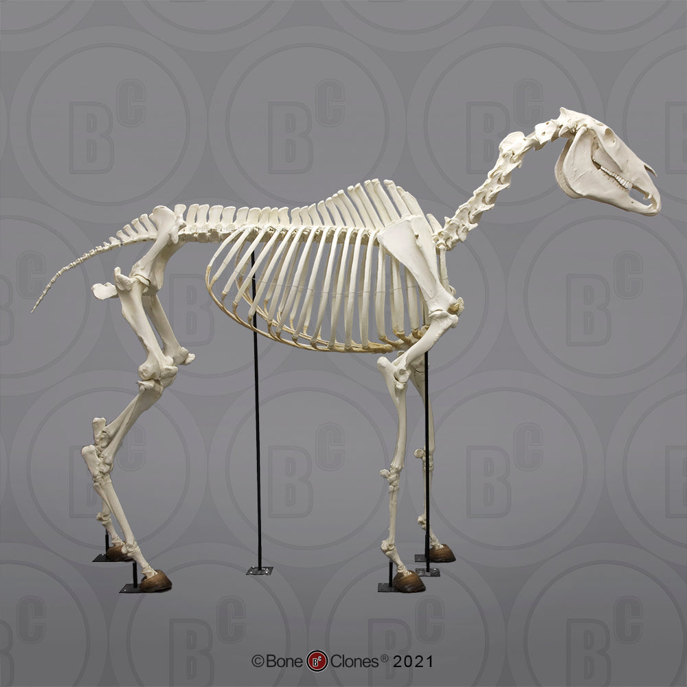Bone Clones Equine Skeleton SC-125-A right side