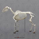 Switch Bone Clones Equine Skeleton SC-125-A left side 2 image