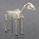 Switch Bone Clones Equine Skeleton SC-125-A front 3 image