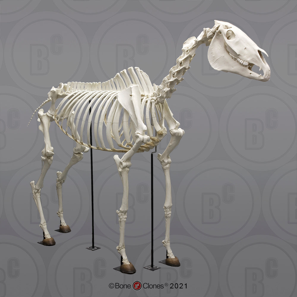 Bone Clones Equine Skeleton