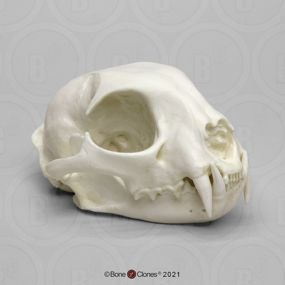 Bone Clones Wild Cat Skulls