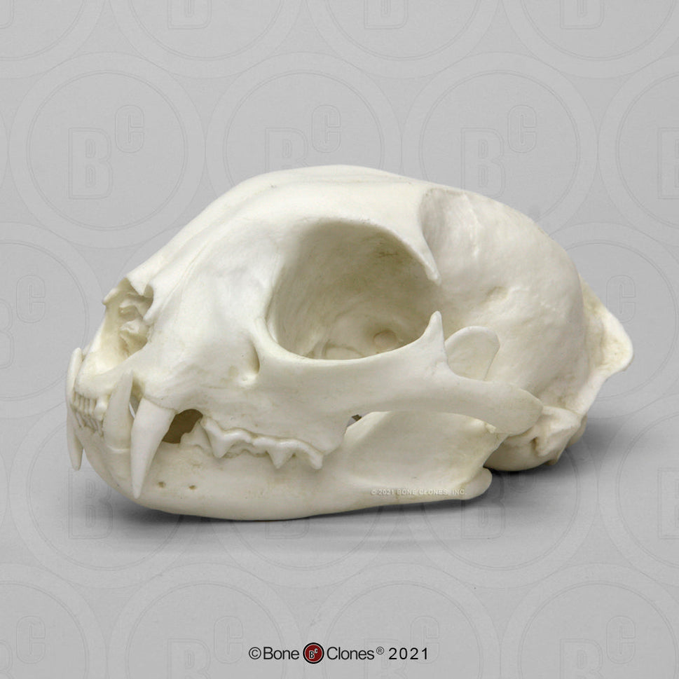 Bone Clones Wild Cat Skulls
