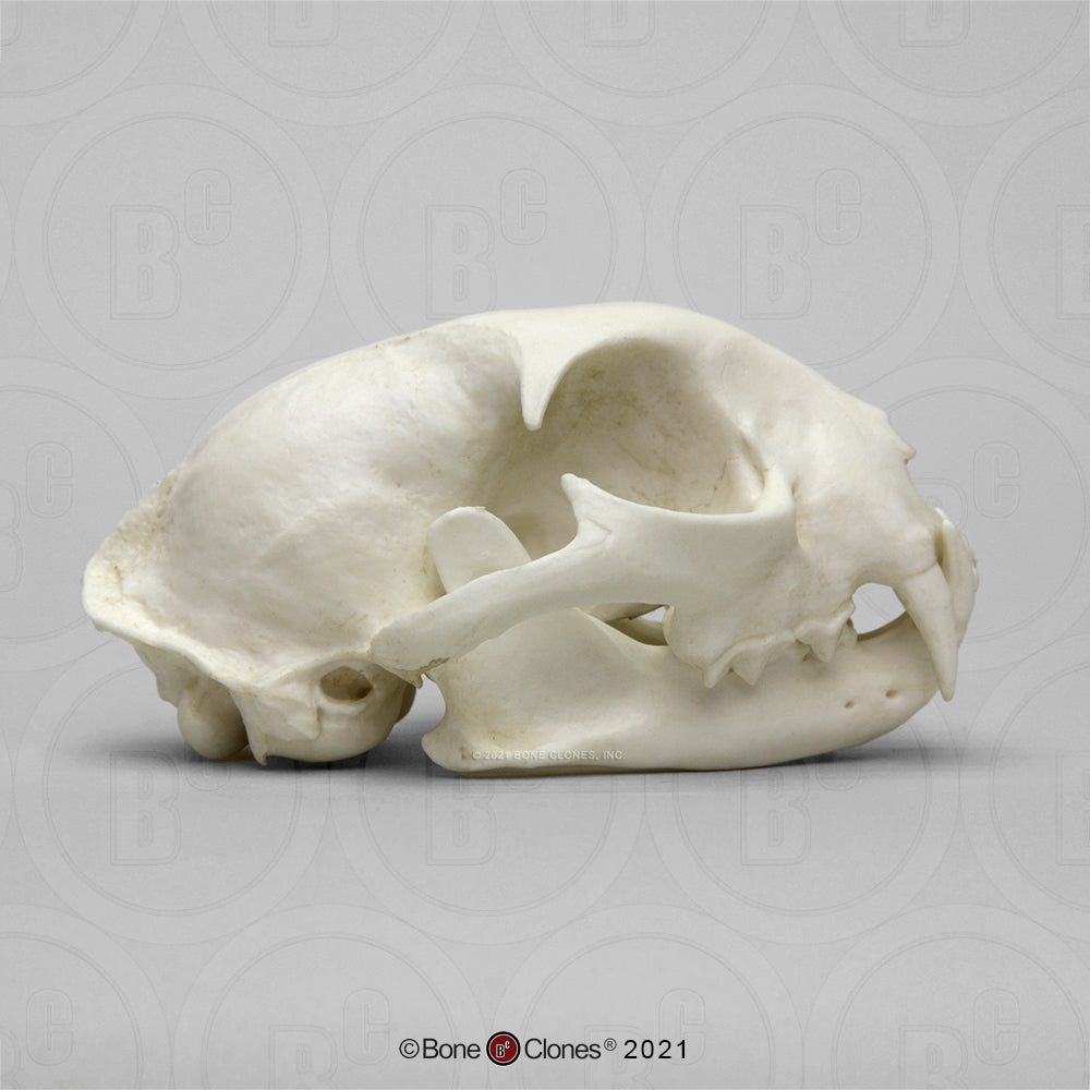 Bone Clones Wild Cat Skulls
