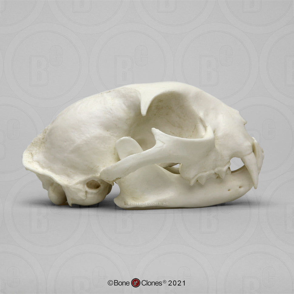 Bone Clones Wild Cat Skulls