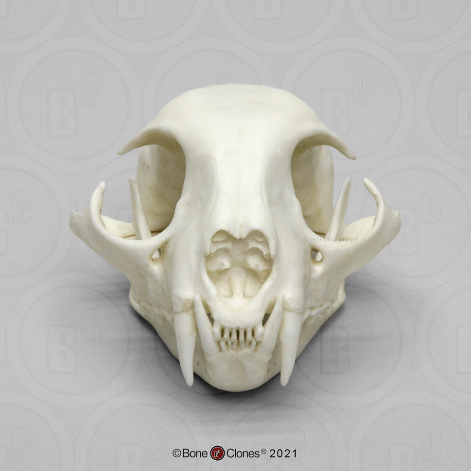 Bone Clones Wild Cat Skulls