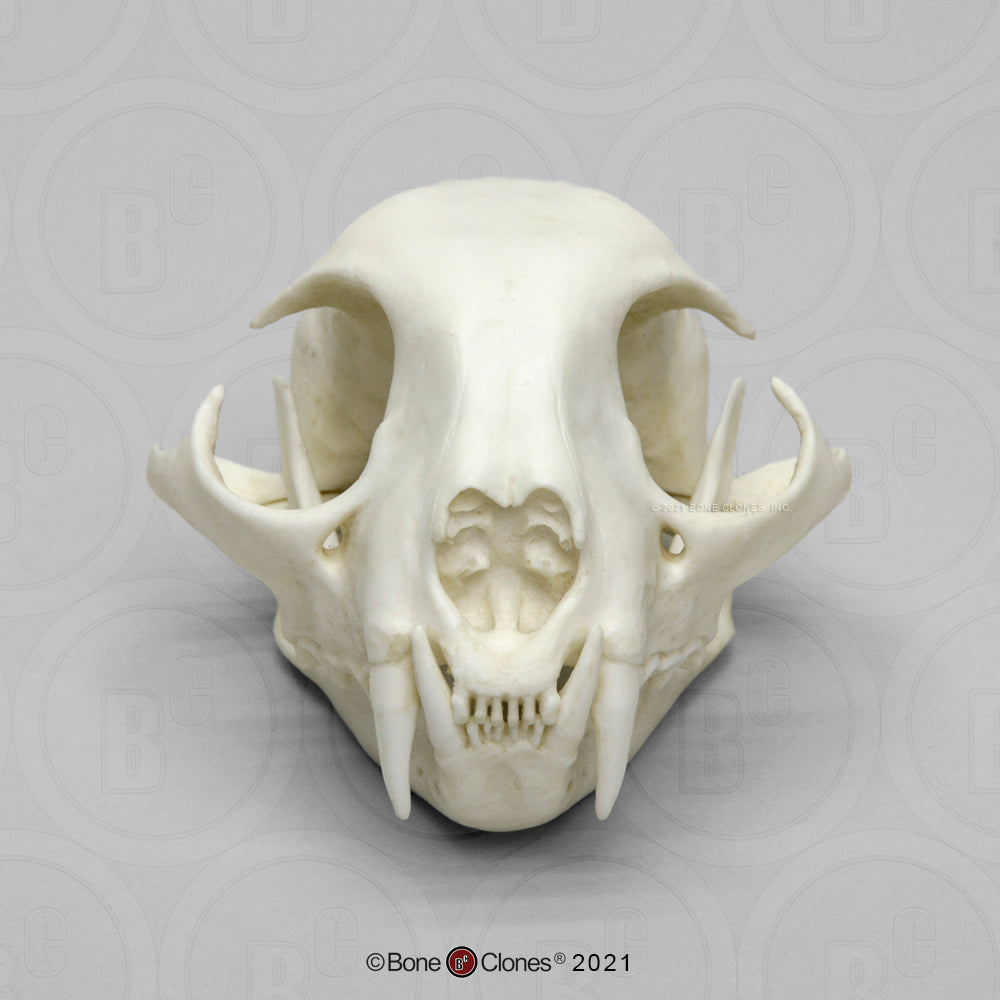 Bone Clones Wild Cat Skulls