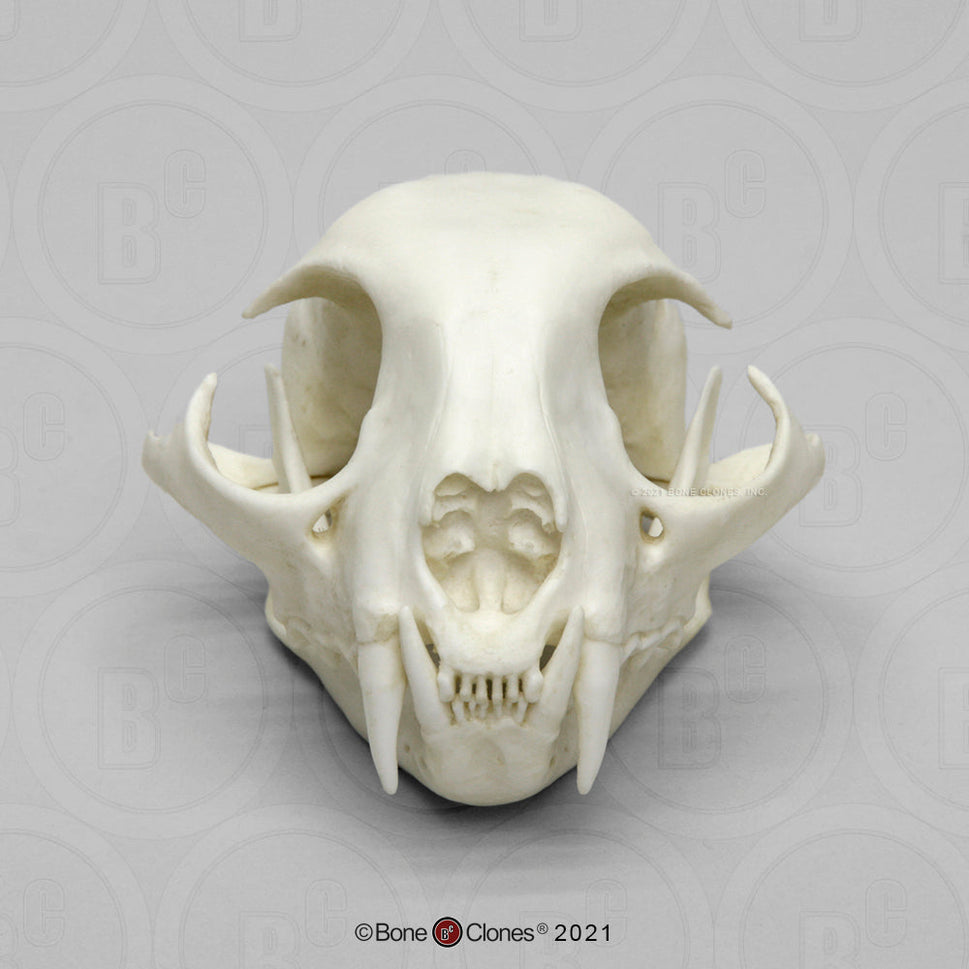 Bone Clones Wild Cat Skulls
