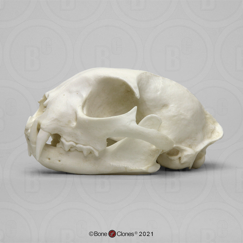 Bone Clones Wild Cat Skulls