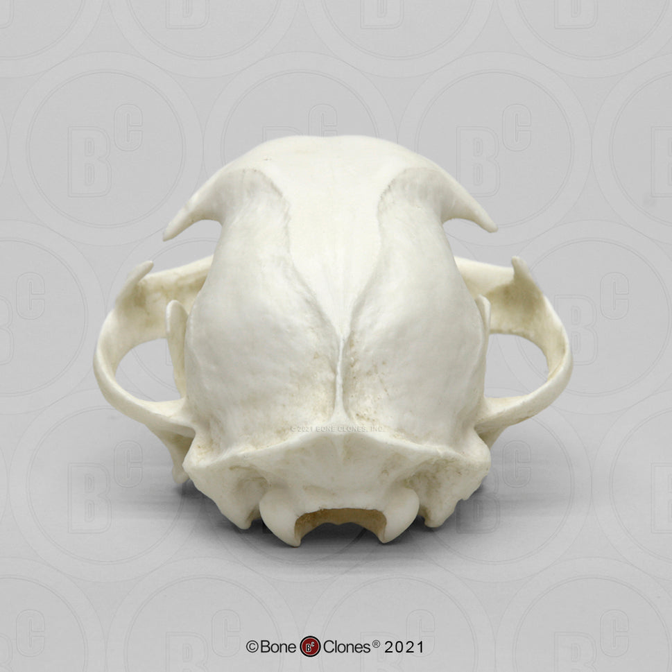 Bone Clones Wild Cat Skulls