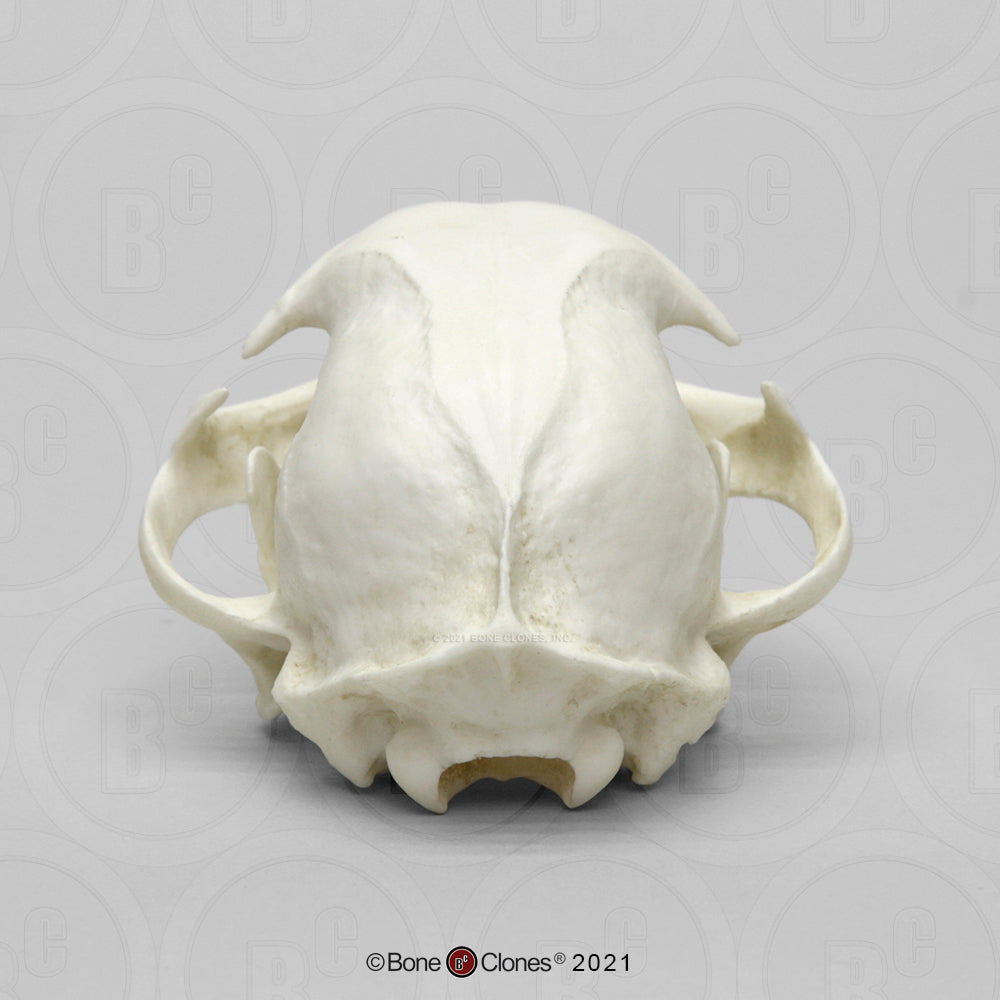 Bone Clones Wild Cat Skulls