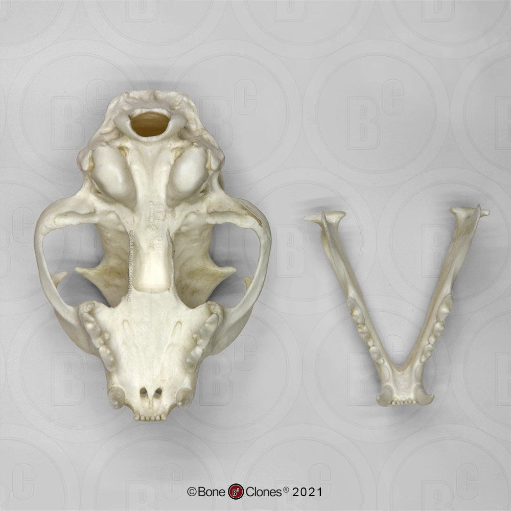 Bone Clones Wild Cat Skulls