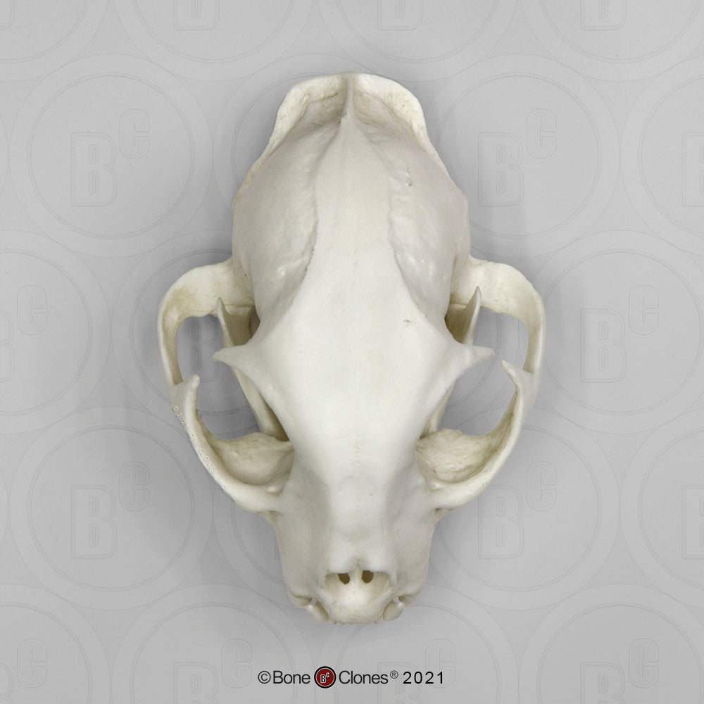 Bone Clones Wild Cat Skulls