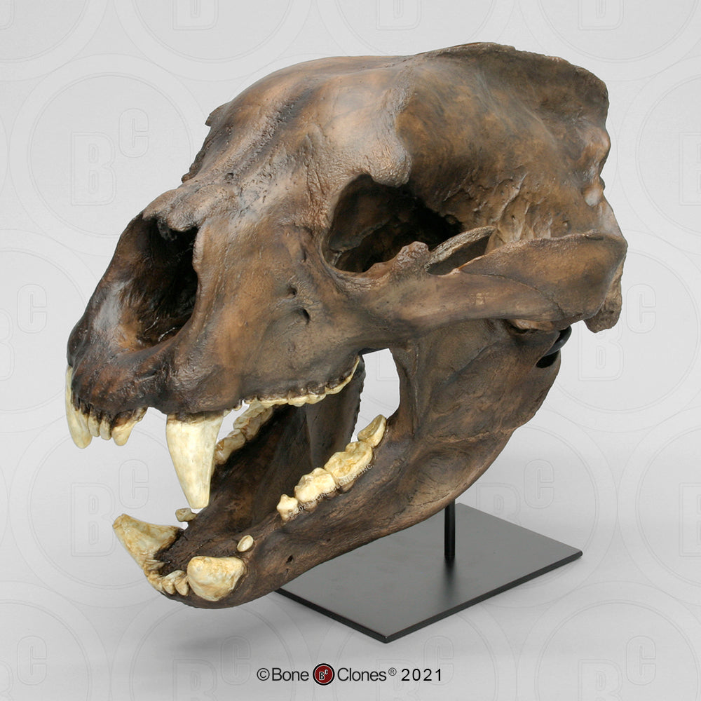 Bone Clones Large Mammal Skulls
