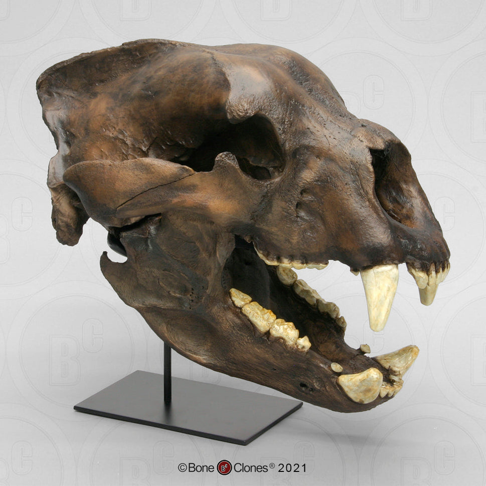 Bone Clones Large Mammal Skulls