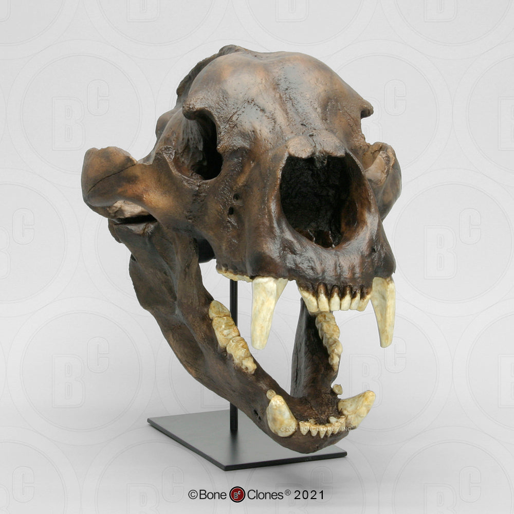 Bone Clones Large Mammal Skulls