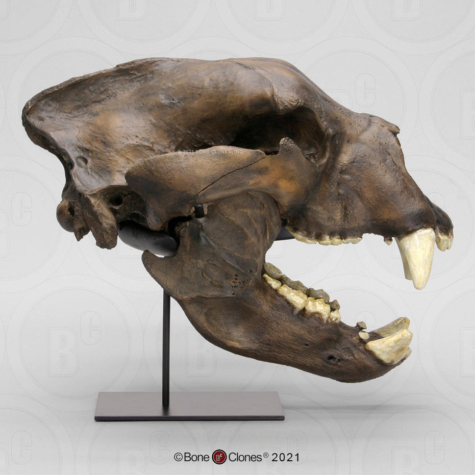 Bone Clones Large Mammal Skulls