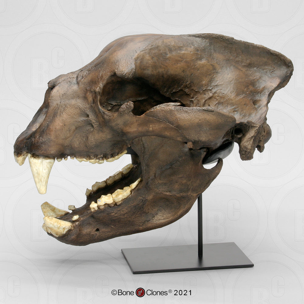 Bone Clones Large Mammal Skulls