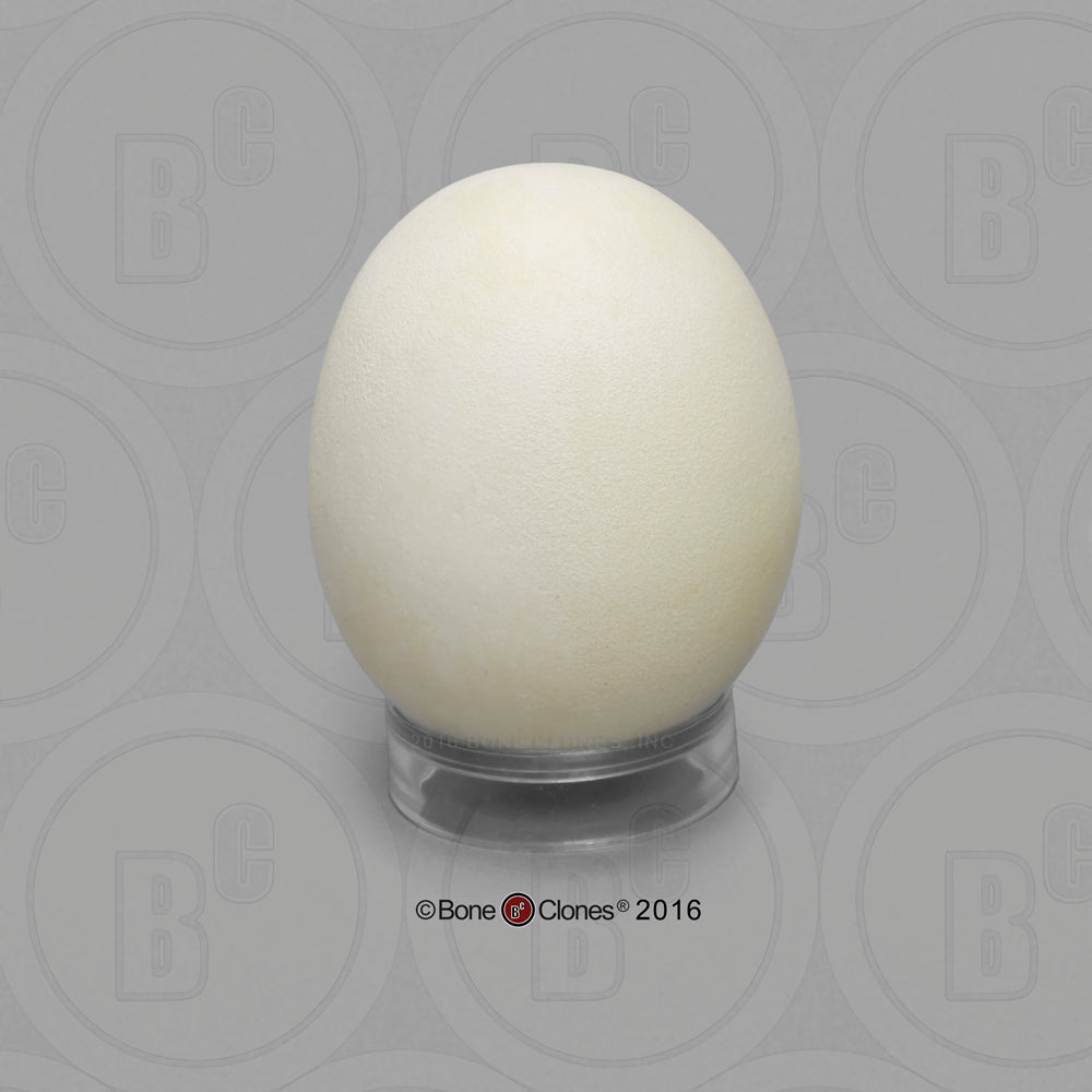 Bone Clones Bird and Platypus Eggs