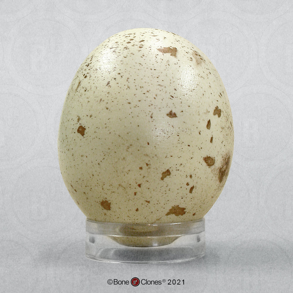 Bone Clones Bird and Platypus Eggs