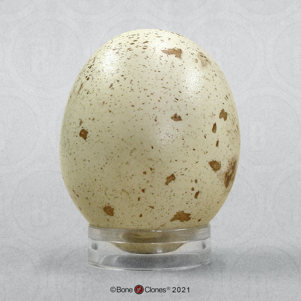 Bone Clones Bird and Platypus Eggs