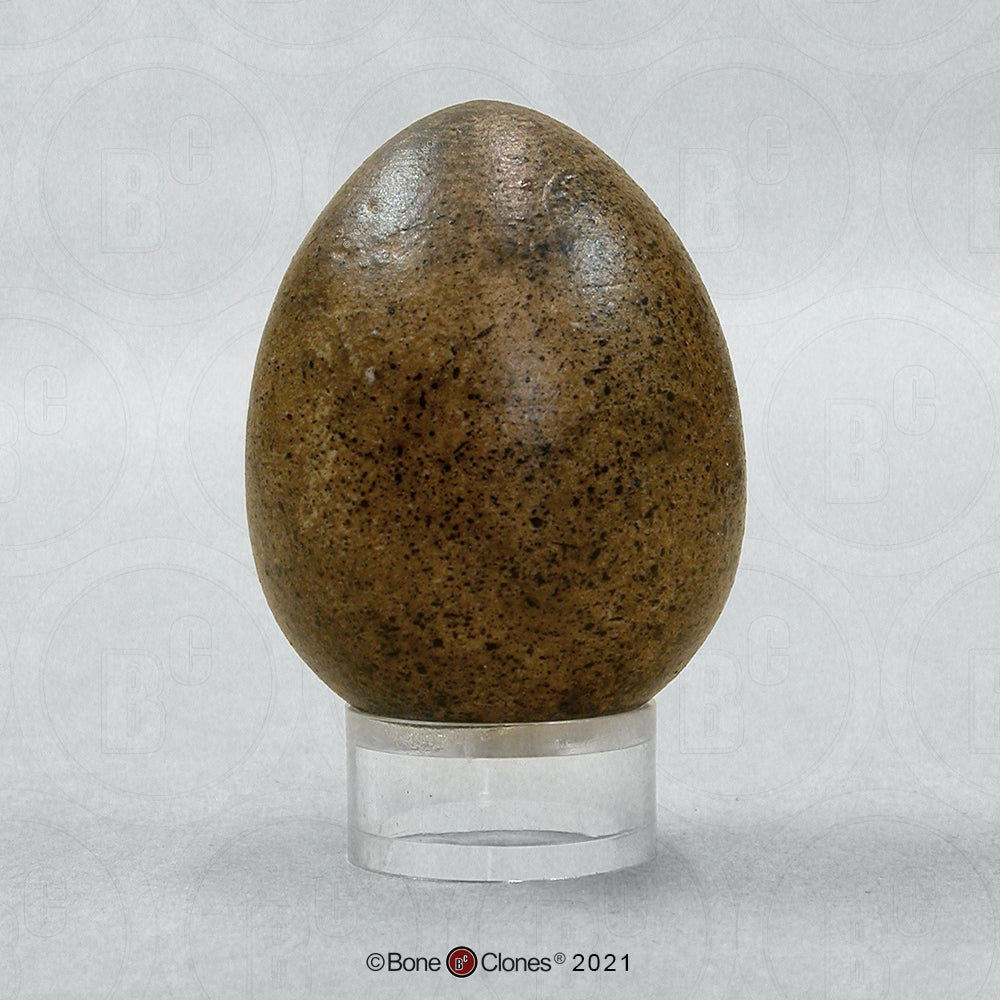 KO-413 Peregrine Falcon Egg