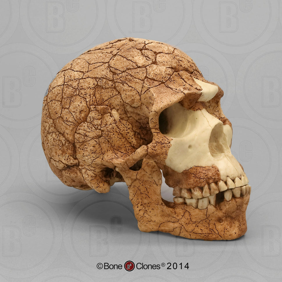 Bone Clones Homo Sapiens Hominin Skulls