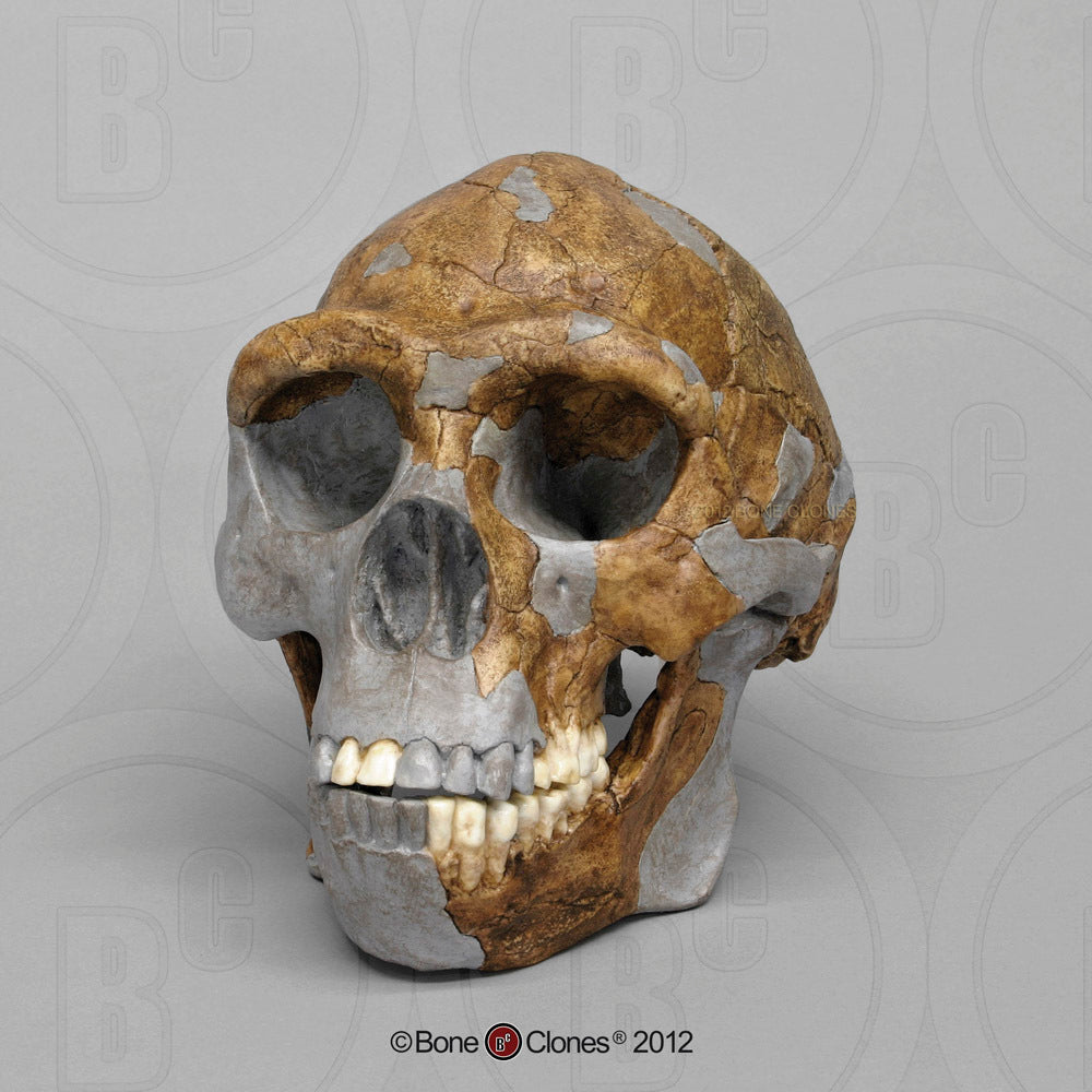 Homo erectus Skull Peking Man, Tattersall-Sawyer Recreation BH-038 front left