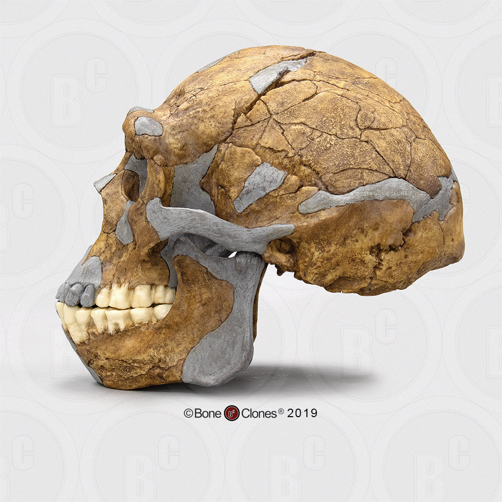 Bone Clones Homo Erectus Hominin Skulls