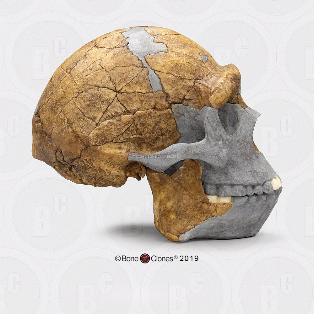 Bone Clones Homo Erectus Hominin Skulls