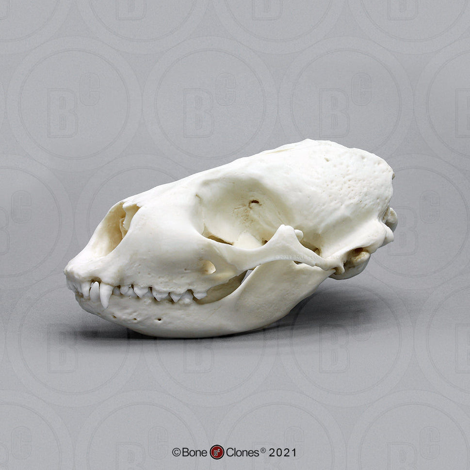 Bone Clones Large Mammal Skulls