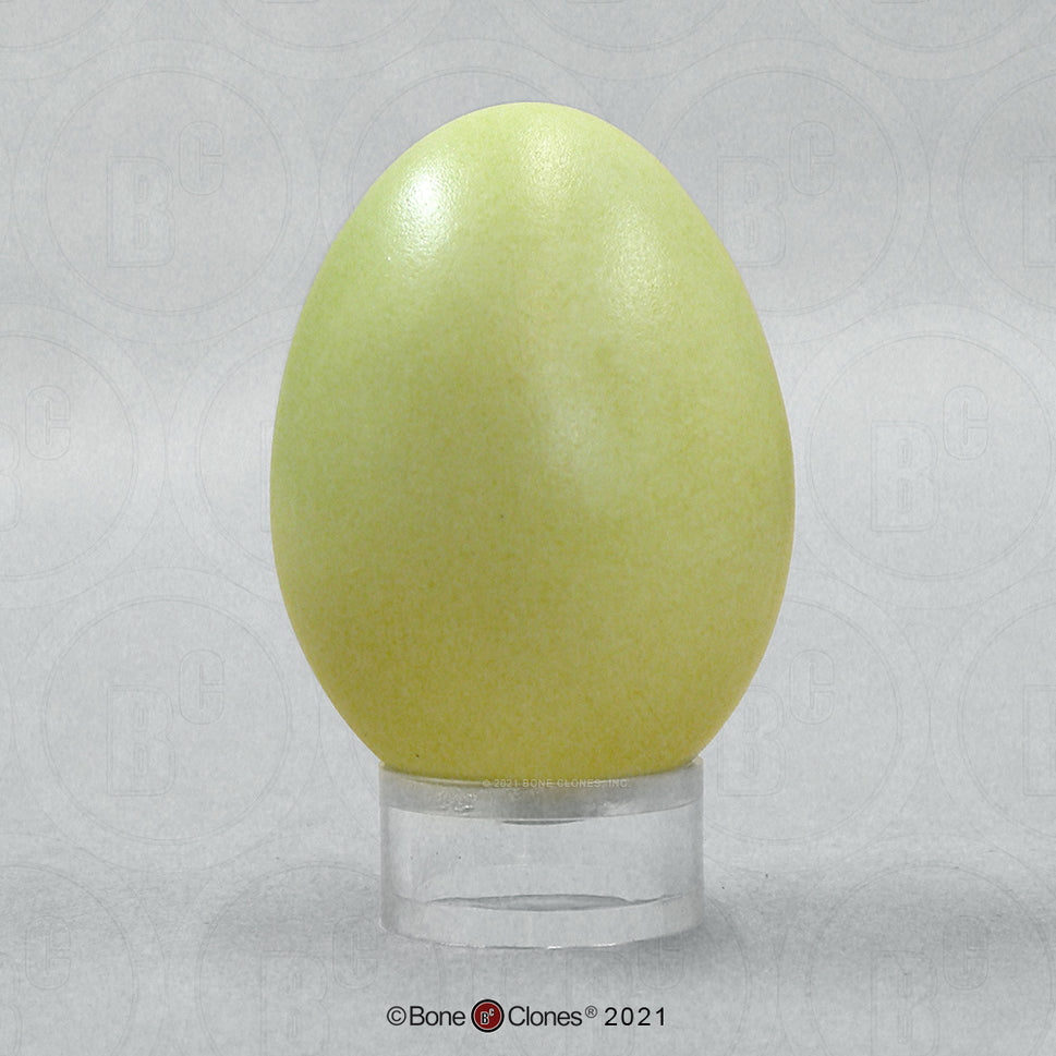 Bone Clones Bird and Platypus Eggs